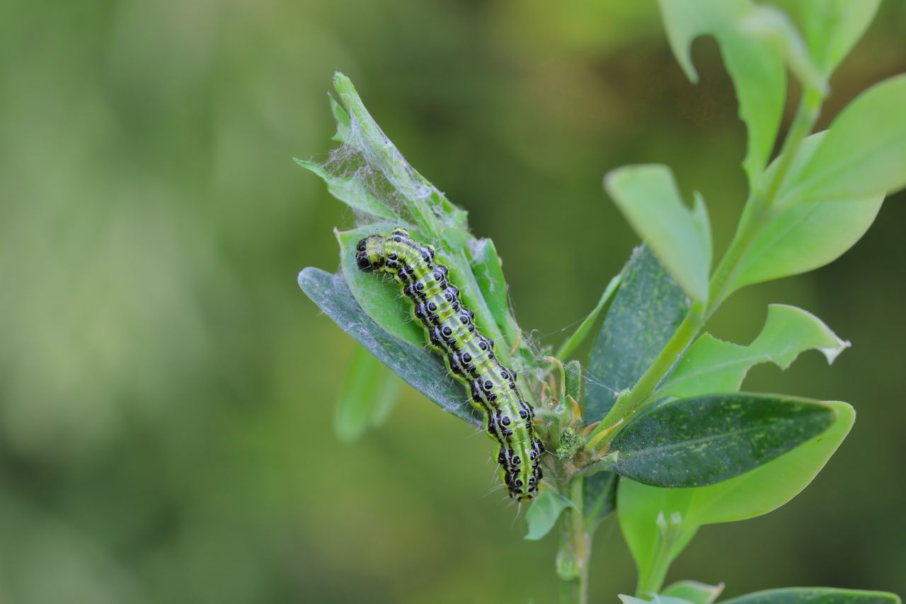 Las orugas, como larvas de mariposas y polillas , son una de las plagas más comunes en plantas y cultivos, causando daños significativos al devorar hojas, tallos, brotes y frutos.