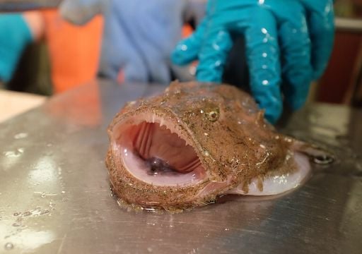 Já comemos, este ano, demasiado tamboril: a sua pesca está proibida a partir de agora