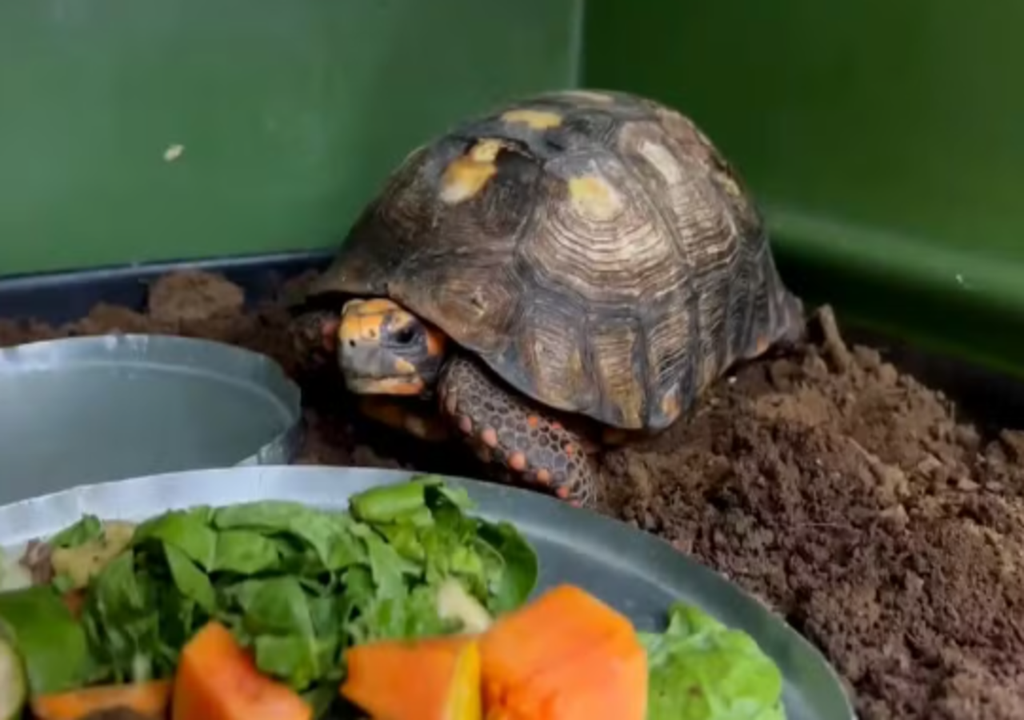 Réptil de metabolismo lento sobreviveu a condição extrema.