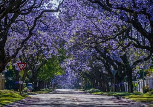 Jacaranda : l’arbre aux fleurs violettes qui transforme rues et jardins