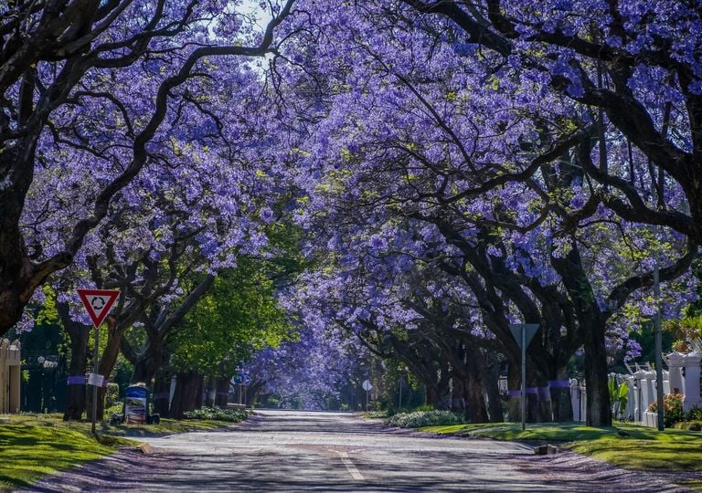 Jacarandá: a árvore com flores roxas que transforma as ruas e os jardins