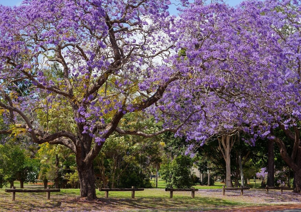 O Jacarandá é uma escolha segura para plantar perto de estradas e passeios, sem risco de danos causados por raízes invasoras. O Jacarandá é uma escolha segura para plantar perto de estradas e passeios, sem risco de danos causados por raízes invasoras.