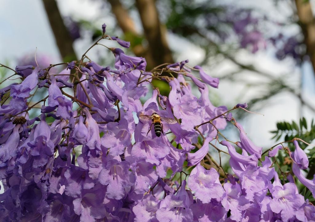 Quando em flor, o jacarandá atrai abelhas e outros insectos polinizadores, contribuindo para a biodiversidade urbana. Quando em flor, o jacarandá atrai abelhas e outros insectos polinizadores, contribuindo para a biodiversidade urbana.