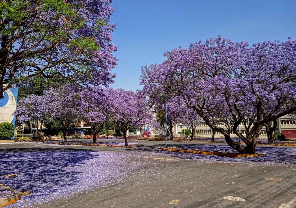 O jacarandá adapta-se bem ao clima temperado do Chile e é comum em cidades da zona central e do norte do país. O jacarandá adapta-se bem ao clima temperado do Chile e é comum em cidades da zona central e do norte do país.