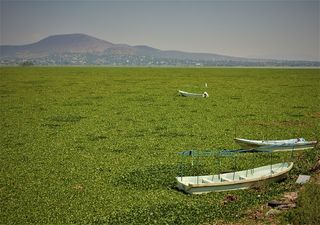 Jacinto de água: a praga dos rios que se converteu numa oportunidade para a agricultura biológica