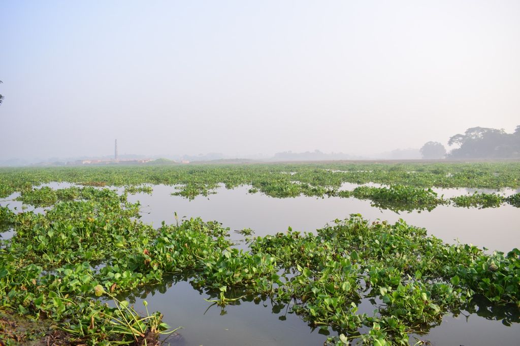 Les rivières étouffées par la jacinthe d'eau : un problème croissant qui menace la biodiversité et la navigation.