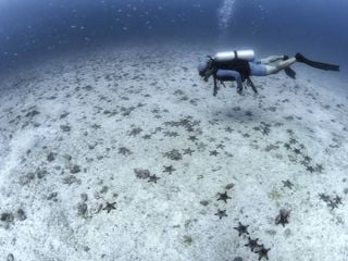 O Mar de Cortez, o local que Jacques Cousteau batizou como o aquário do mundo