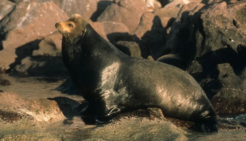 La zona se caracteriza por tener la comunidad más grande de lobos marinos. Imagen Unesco - Michael Calderwood.