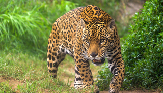 &ldquo;Jaguar de las nubes&rdquo;: la misteriosa especie avistada luego de 10 a&ntilde;os que entusiasma a la comunidad cient&iacute;fica