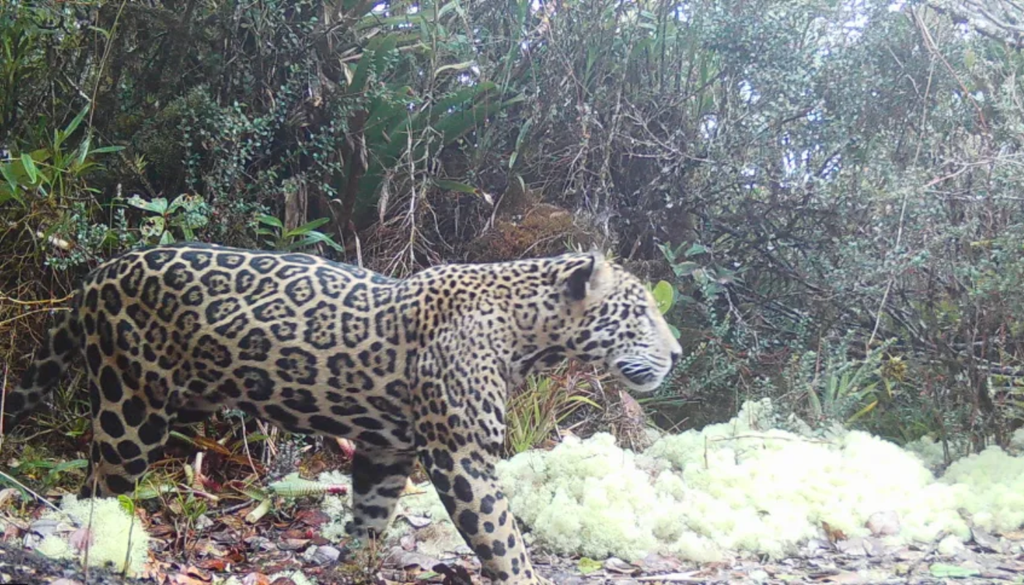 Generalmente, los jaguares frecuentan bosques y selvas ubicados a menos de 1.000 msnm. Al estar a más de 2.000 msnm, este fue bautizado como "de las nubes". Foto: Panthera.Org