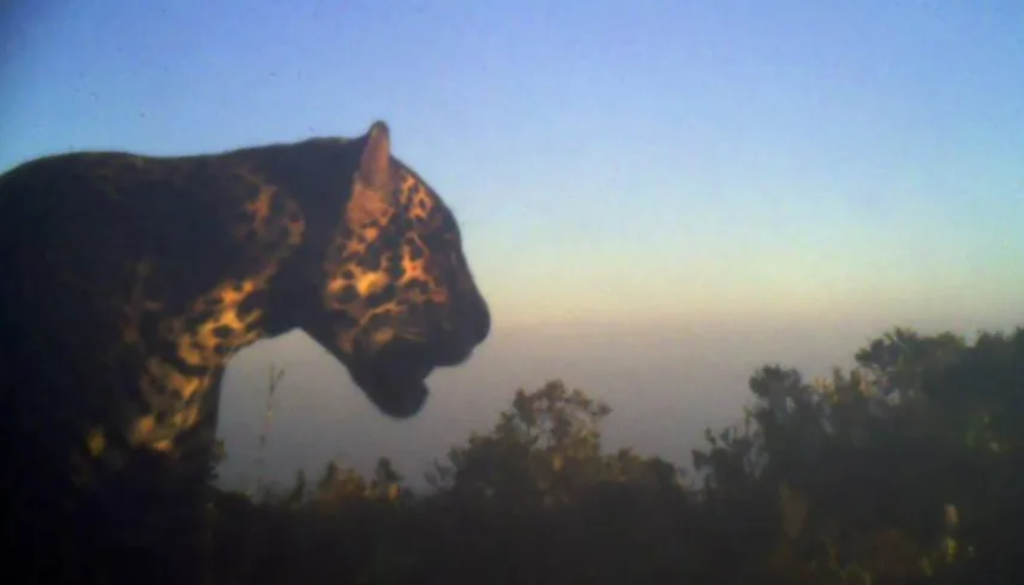 Los especialistas creen que el ejemplar de jaguar captado por cámaras trampa estaba de paso en la zona, atravesando un corredor biológico. Foto: Panthera.Org