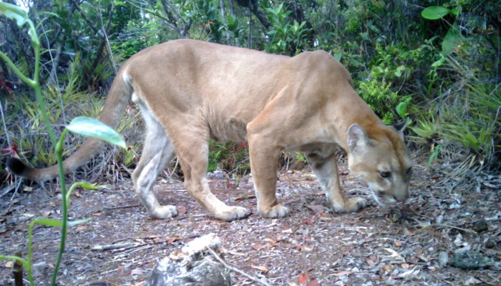 Hace unos años, las cámaras trampa registraron a un puma en los bosques nubosos también. Foto: Panthera.Org