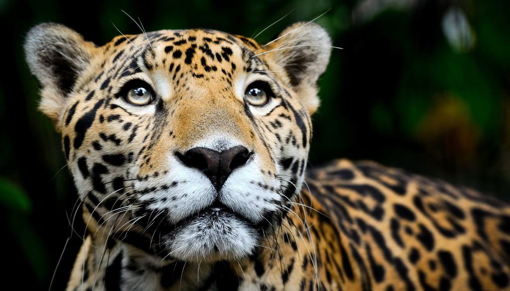 La presencia del jaguar se extiende a lo largo de toda América Latina, desde México hasta Argentina.