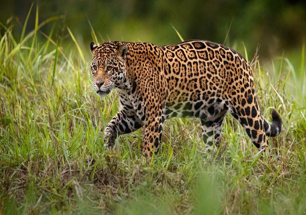 Jaguar