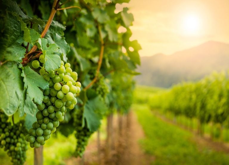 Jamais les premières vendanges n'avaient eu lieu aussi tôt en France !