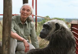 Jane Goodall: A voz dos chimpanzés e da natureza