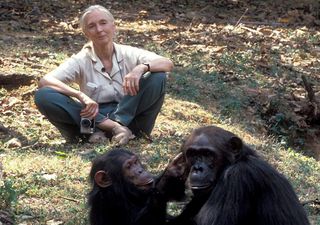 Jane Goodall, la icónica etóloga y activista defensora de la fauna silvestre, fallece a los 91 años