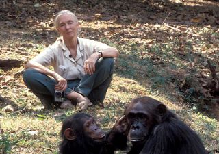 Jane Goodall, la icónica etóloga y activista defensora de la fauna silvestre, fallece a los 91 años