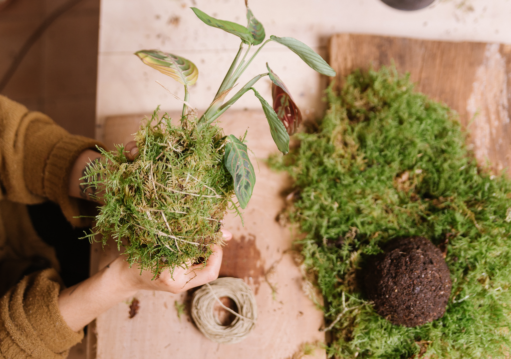 Kokedama Pflanze, Moos, Bindfaden, Pflanzenkunst, Zuhause