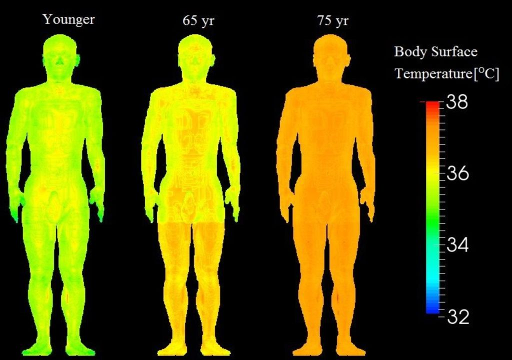 Distribuzione calcolata dell'aumento della temperatura sulle superfici del corpo umano esposte alla temperatura ambiente (35°C e 60%) per 90 minuti per giovani adulti (-65 anni) e anziani (-75 anni).  Fonte: Istituto di tecnologia di Nagoya: Istituto di tecnologia di Nagoya