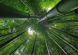 Esta especie de bambú está a punto de florecer por primera vez en 120 años y podría ser un desastre 