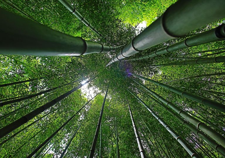 La rara e pericolosa fioritura della canna di bambù