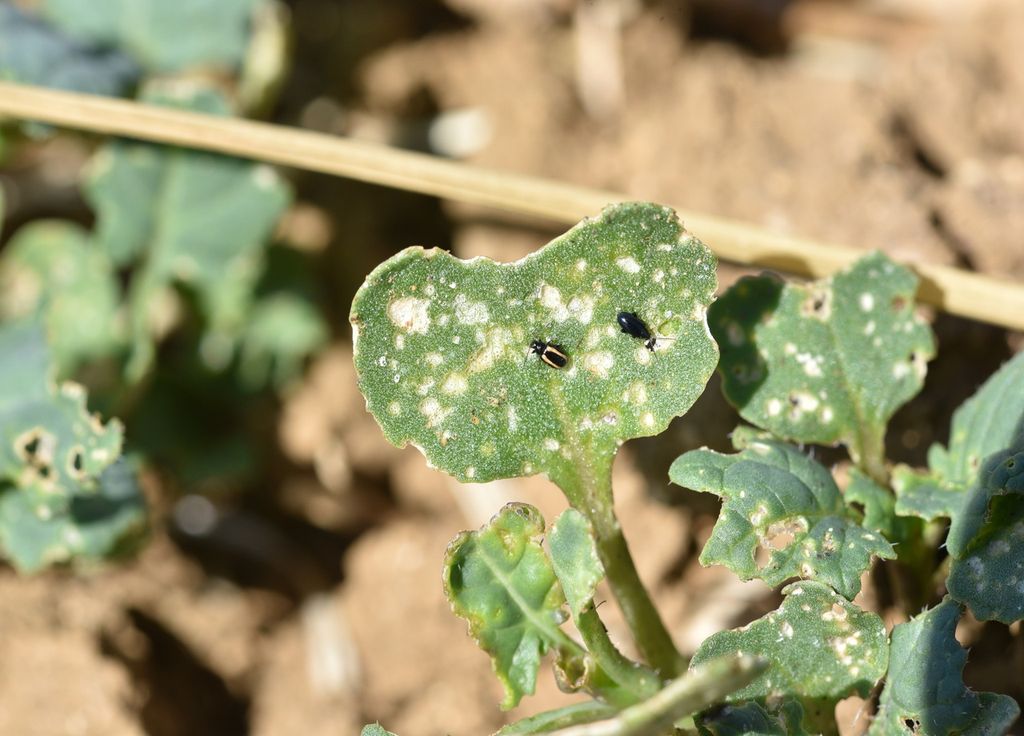 Sur ce plant de colza, les altises ont déjà bien piqué ! Cela peut ralentir fortement le développement des cultures si l'invasion est trop conséquente. Il en est de même au sein de votre jardin.