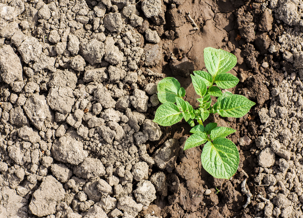 Un sol lourd peut limiter la croissance des plantations.