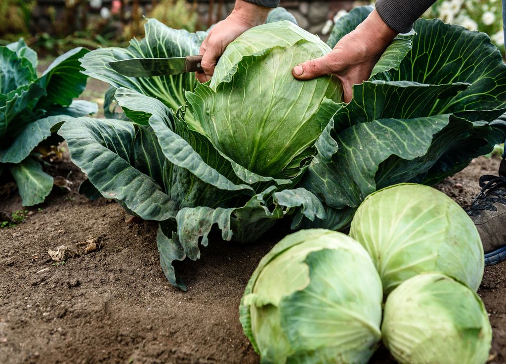 Pour bien pousser, les choux ont besoin d'un sol riche. Terreau voire fumier permettront d'avoir de beaux légumes !
