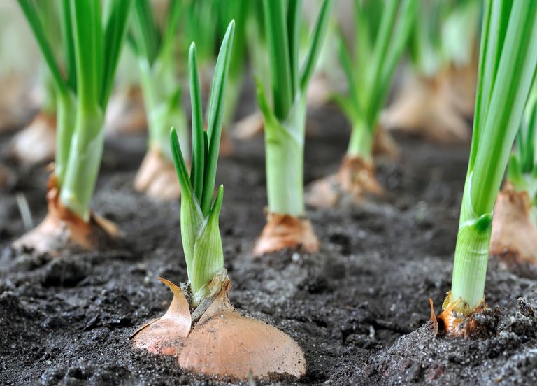 JARDIN : quels semis et plantations sont possibles en février ? JARDIN : quels semis et plantations sont possibles en février ?