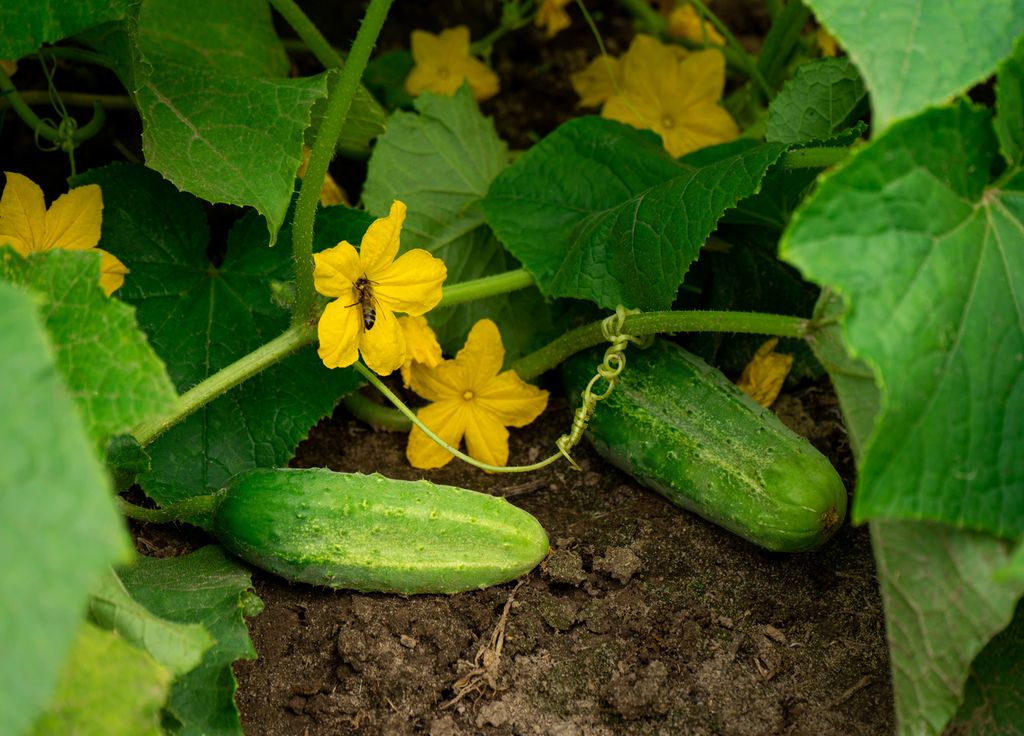 Pour les courges, patience ! Les semer maintenant est beaucoup trop tôt : les plants même sous abris ne feraient pas long feu... Pour les courges, patience ! Les semer maintenant est beaucoup trop tôt : les plants même sous abris ne feraient pas long feu...