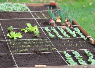 Jardin : que faire au potager avec un risque de gel tardif ?