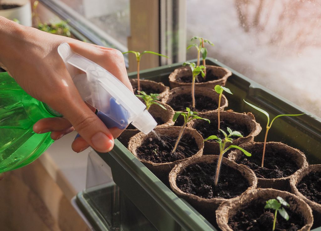 On prend encore soin de garder à l'intérieur ses plants de tomates. Le mieux est de patienter jusqu'à tout début mai voire après les saints de glace On prend encore soin de garder à l'intérieur ses plants de tomates. Le mieux est de patienter jusqu'à tout début mai voire après les saints de glace
