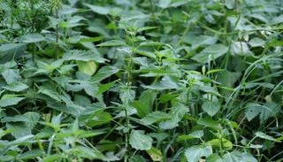 Jardinage : n'arrachez plus les "mauvaises herbes", certaines s'avèrent être de véritables alliées pour votre potager !