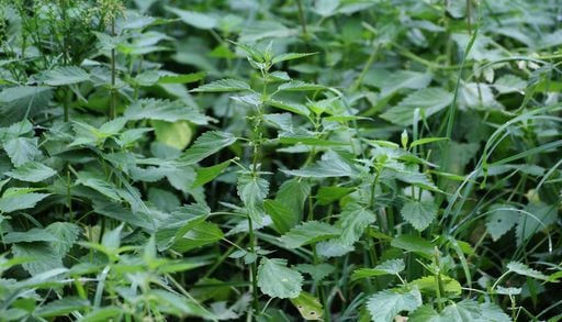 Jardinage : n'arrachez plus les "mauvaises herbes", certaines s'av&egrave;rent &ecirc;tre de v&eacute;ritables alli&eacute;es pour votre potager !