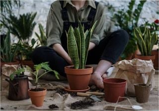 Jardinage urbain : des scientifiques découvrent que cette technique peut renforcer notre système immunitaire !