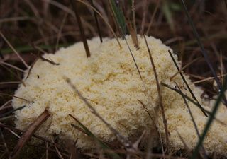 Jardineiro australiano deteta uma “massa bizarra” a crescer na sua horta: o que é bolor limoso?