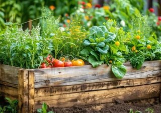 Jardinería fácil: consejos de experto para usar papel de periódico como barrera contra malas hierbas