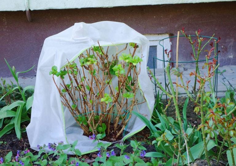 Jardines de invierno: ¿por qué muchas plantas mueren a pesar de cuidarlas bien?