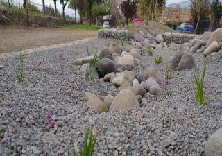 Jardines de lluvia: una respuesta natural para ciudades más resilientes ante el clima 