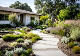 Jardines secos, vida abundante: especies nativas y mediterráneas que florecen con poca agua 