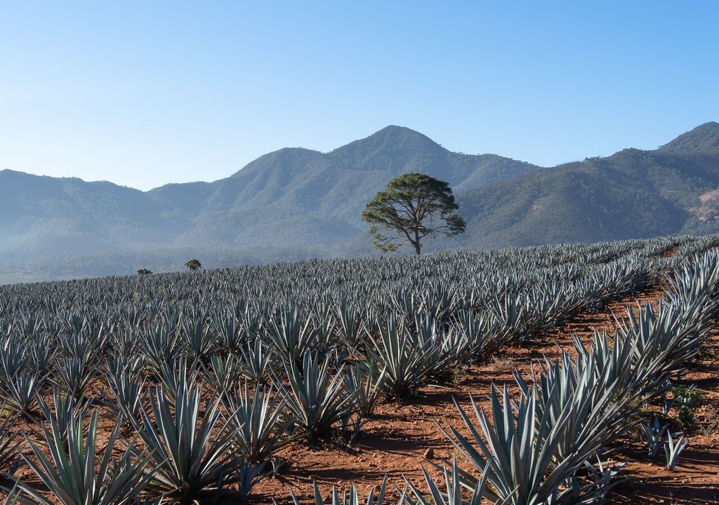 agave agave