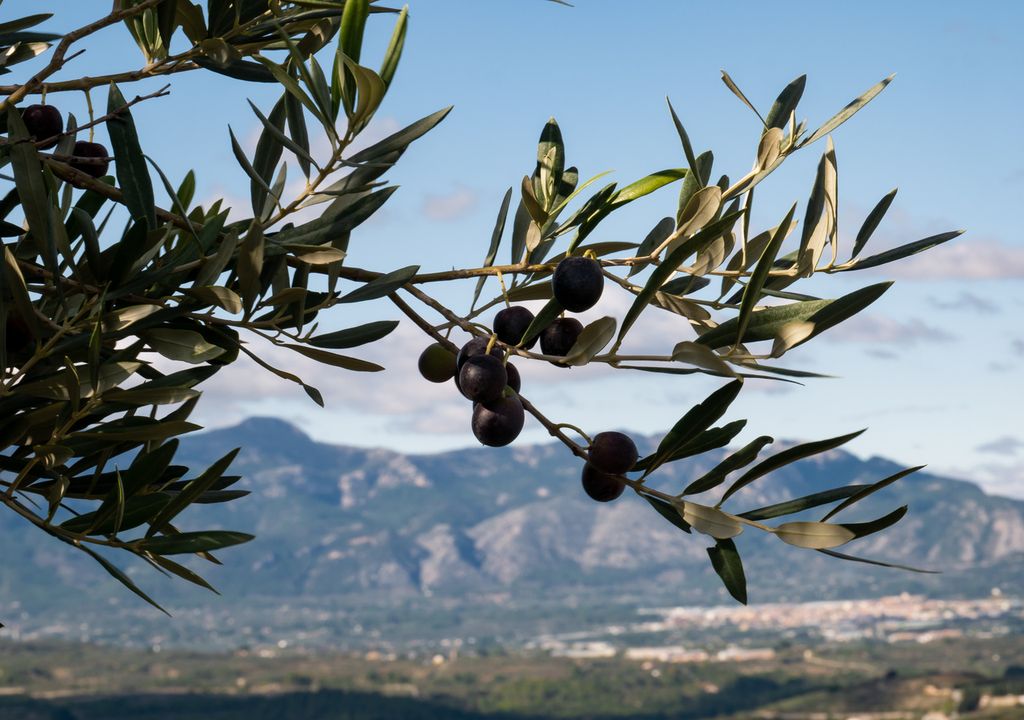 Olivo Olivo