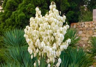 Jardines sin límites: 8 plantas que desafían el sol y el calor extremo