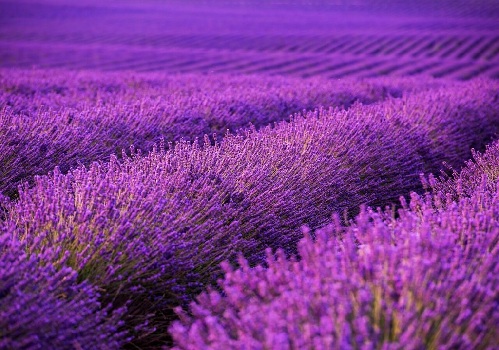 lavanda lavanda