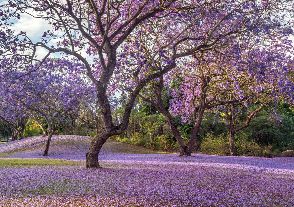 jacarandá jacarandá