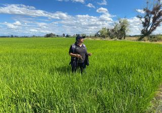 Jaspe Flar: la nueva variedad de arroz chileno que ahorra agua y se adapta al cambio climático