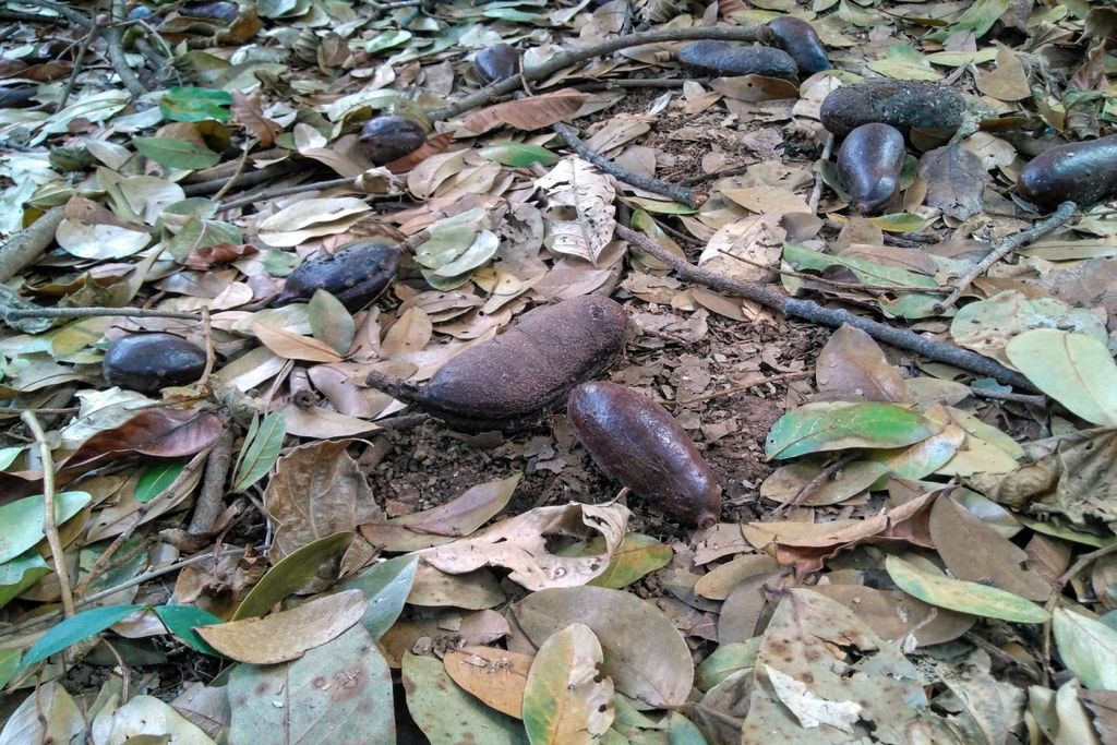Jabota, Brasil, Agricultura sustentável
