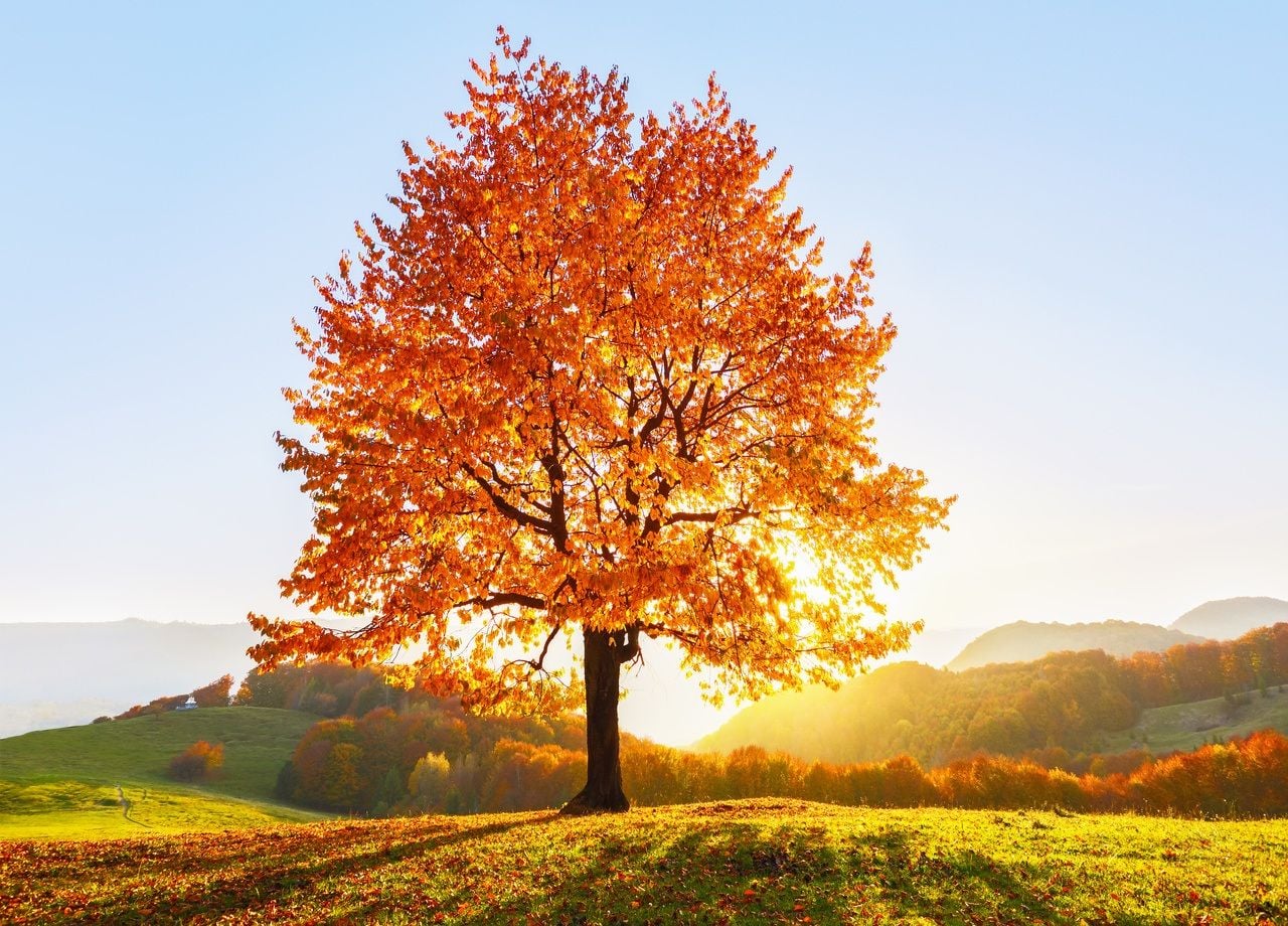CV36041 FEUILLES D'AUTOMNE ARTIFICIELLES POUR COMPOSITIONS, BOUQUET DE Feuilles Decoration Dautomne Branche 91876184