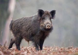 Javalis causaram 8 milhões de euros de prejuízos nas searas de milho em 2024. Agricultores pedem ação ao Governo 